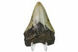 Bargain, Fossil Megalodon Tooth - North Carolina #153007-2